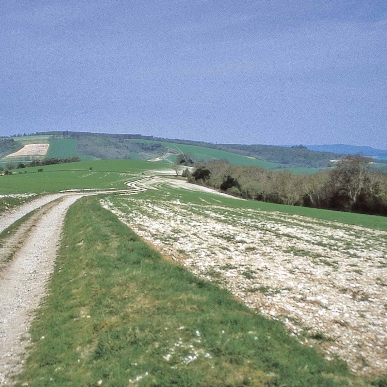 The South Downs Way 2024